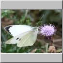 Pieris brassicae - Grosser Kohlweissling 08.jpg